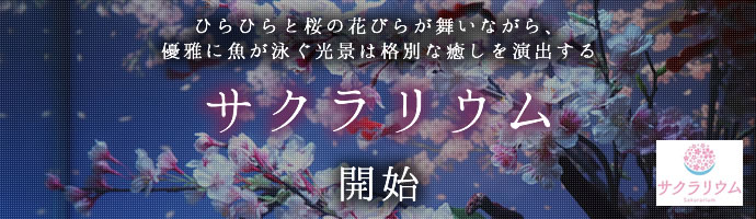 ひらひらと桜の花びらが舞いながら、優雅に魚が泳ぐ光景は格別な癒しを演出する