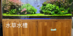 水槽メンテナンス